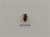 藏品(扁角鋸天牛)的圖片